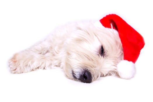 Christmas Dog