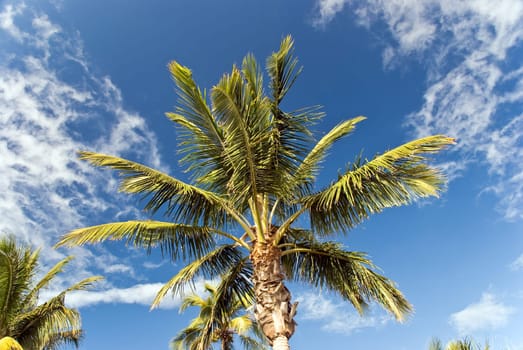 Palm trees in southwest Florida