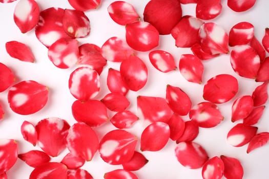 rose petals on white