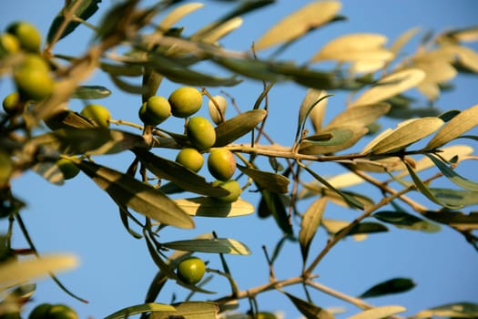 close up shot of an olive tree