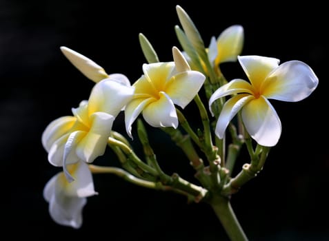 Blossom Magic