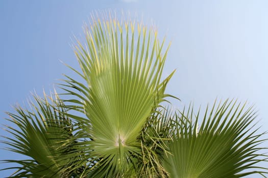 palm tree and blue sky