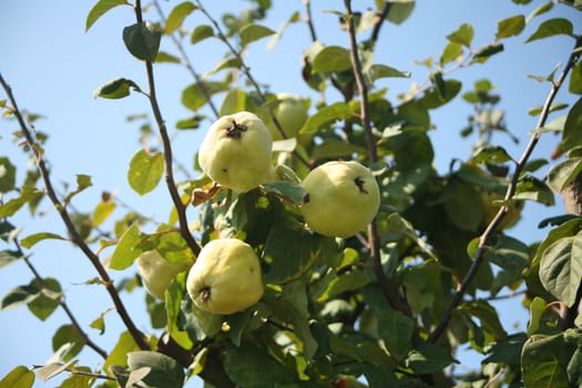 quince tree