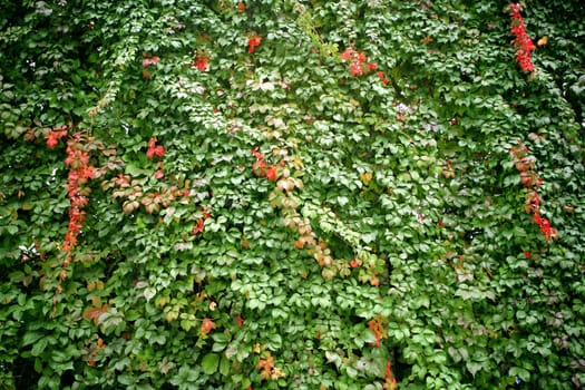 colorful ivy leaves