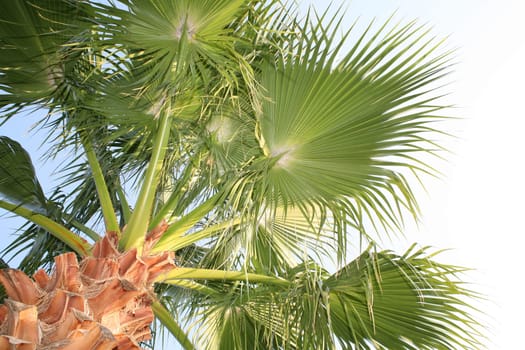 palm tree