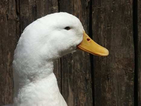 white duck