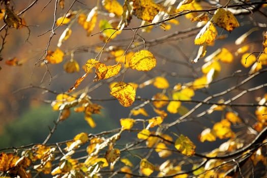 fall time in forest
