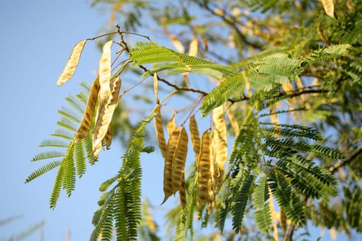 locust tree