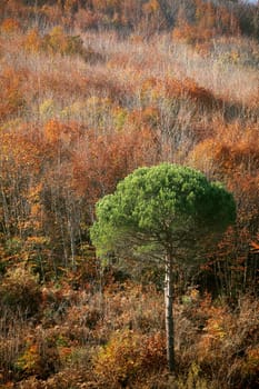 fall time in forest