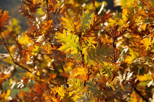 fall time in forest