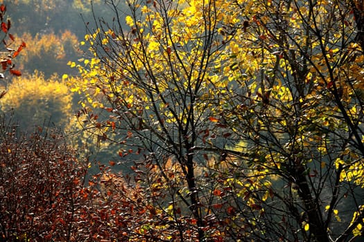 fall time in forest