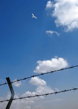 Barbed wire Fence and flying bird