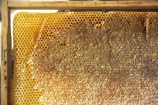 honeycomb in wooden frame