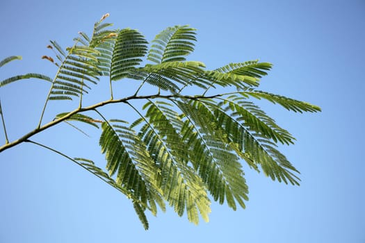 locust tree
