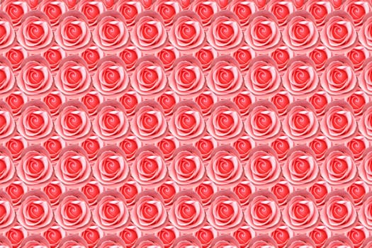 several pink roses