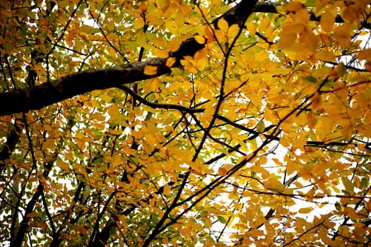 fall time in forest