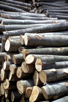 Cut trunks stacked