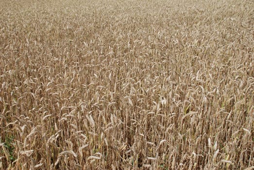 Grain Field Wheat Wheat Field