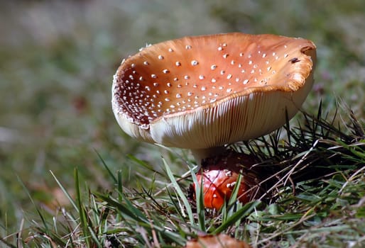 Fly agaric