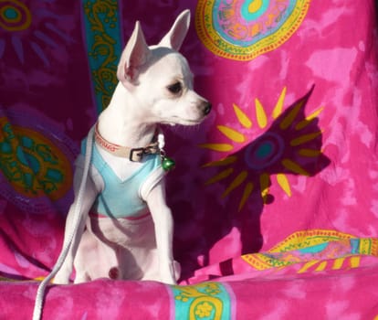 Chihuahua