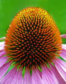 Sunlike (Echinacea purpurea)