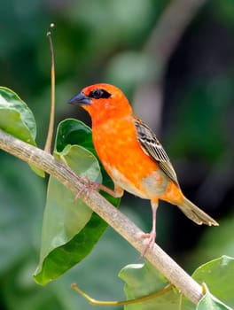 Cardinal