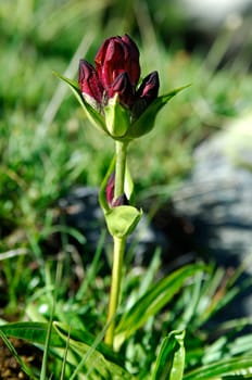 Purple Gentian