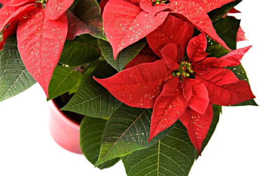Poinsettia