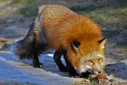 Red fox