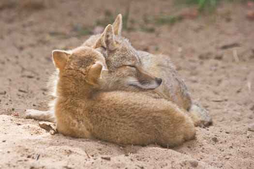 Two swift foxes-mother and child