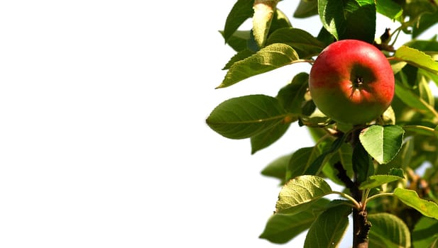 Apple on a branch