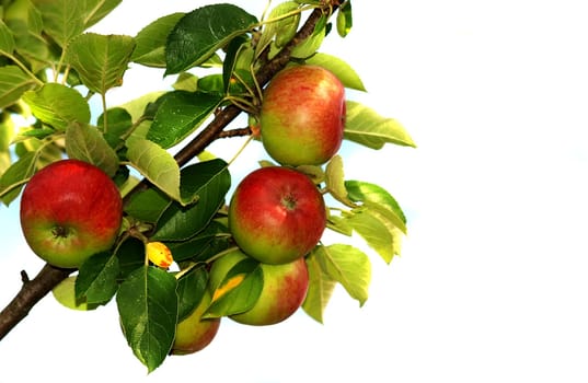 Apples on a branch