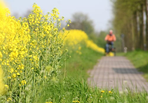 cycle path