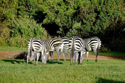 Zebras