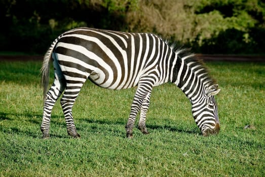zebra