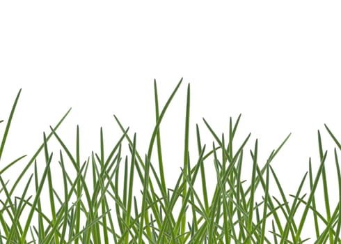 Grass