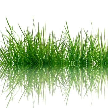 Grass