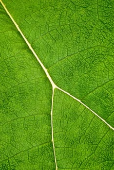 Leaf