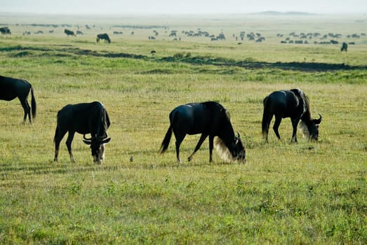 White bearded wildebeest