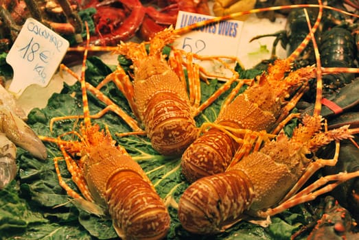 Crawfish 7144