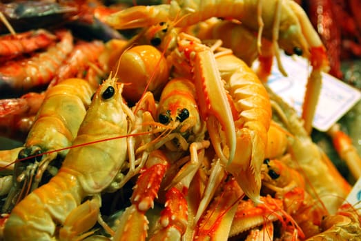 Crawfish 7143