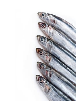 Sardines