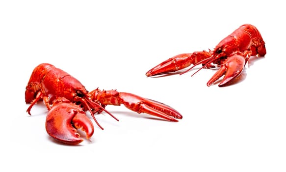 Lobster