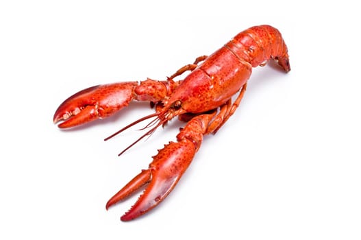 Lobster