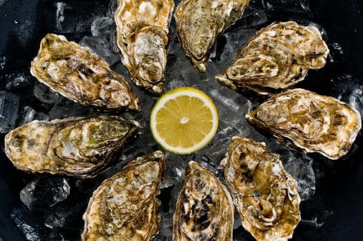 Oysters on ice
