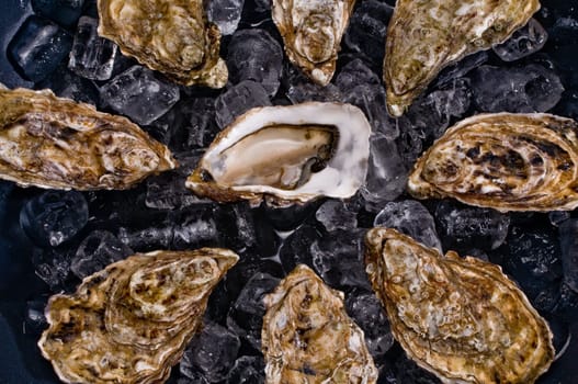 Oysters