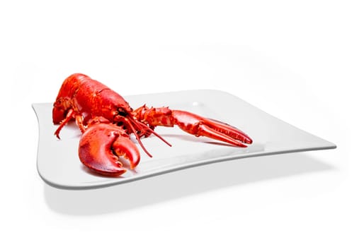 Lobster