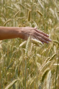 Cornfield 02