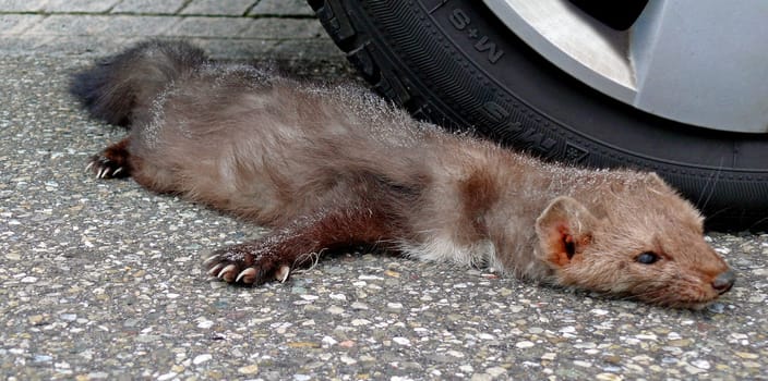 Winter traffic victim: Stone marten (Martes foina)