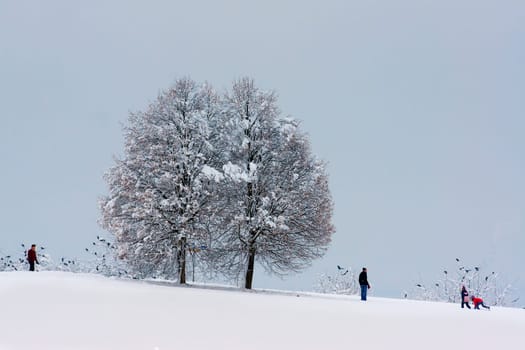 Winter Delights